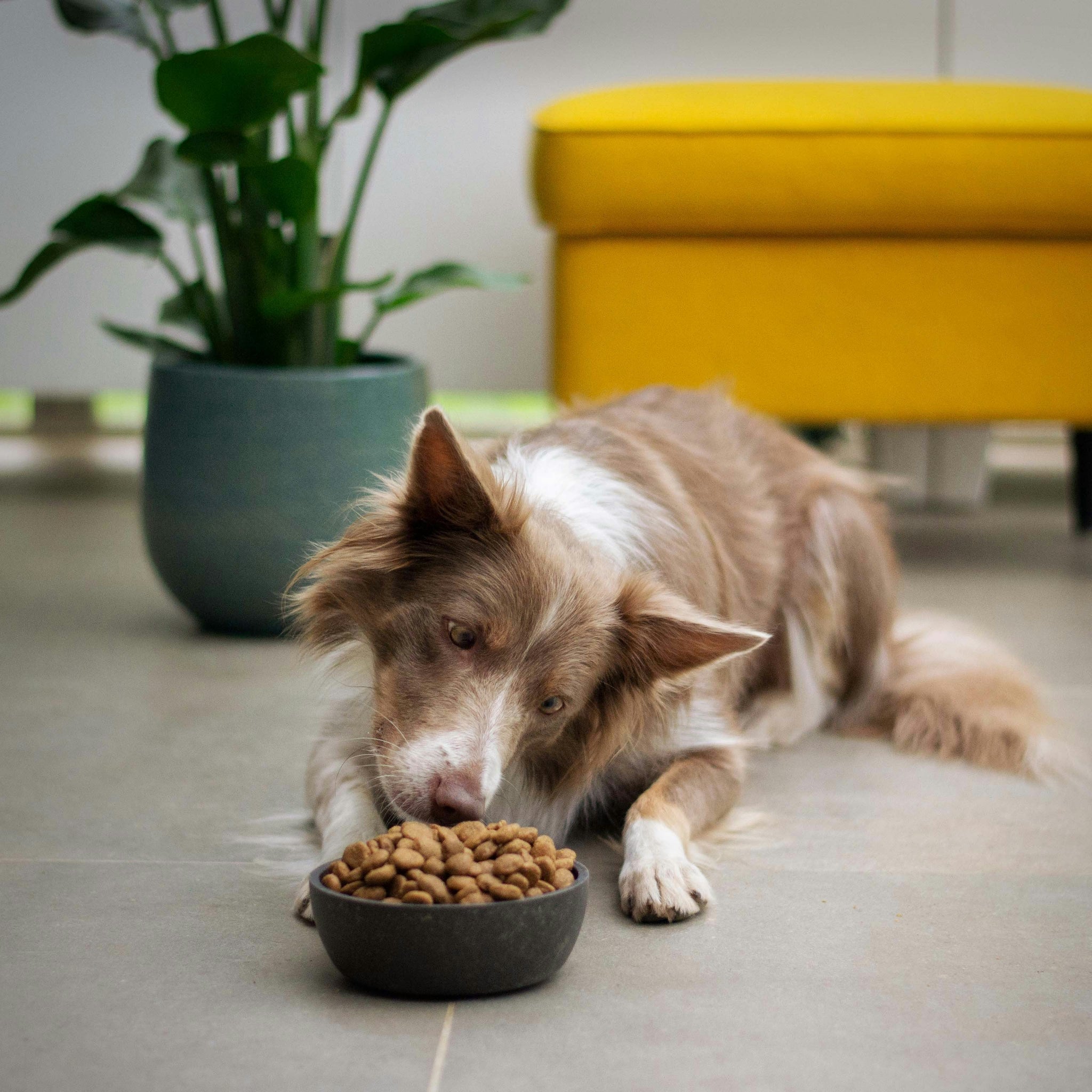 How to Choose the Best Dog Food: A Complete Guide for Pet Parents in 2025