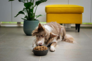 How to Choose the Best Dog Food: A Complete Guide for Pet Parents in 2025
