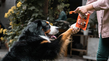 Dog Supplements 101: What Your Dog Really Needs (And What's Just Marketing Hype)